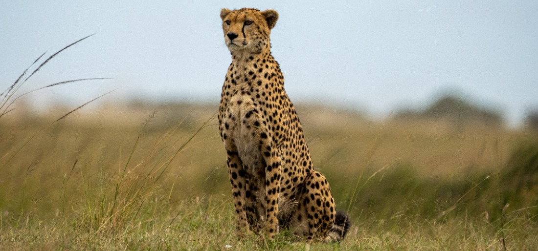 Interesting Facts About Cheetahs