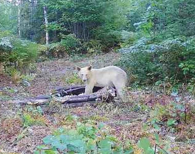 Rare white black bear spotted in US 