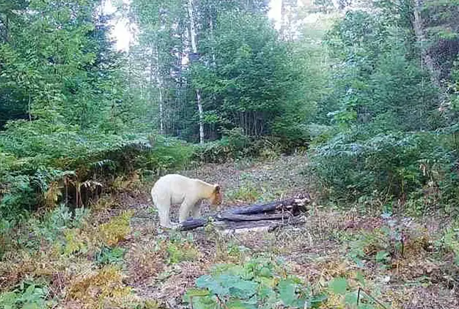 Rare White Black Bear Spotted