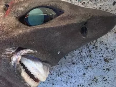 deep-sea-shark-found-in-australia-63247aed3c891