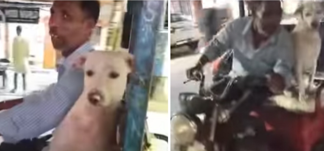 Street Dog Accompanies e-Rickshaw Driver