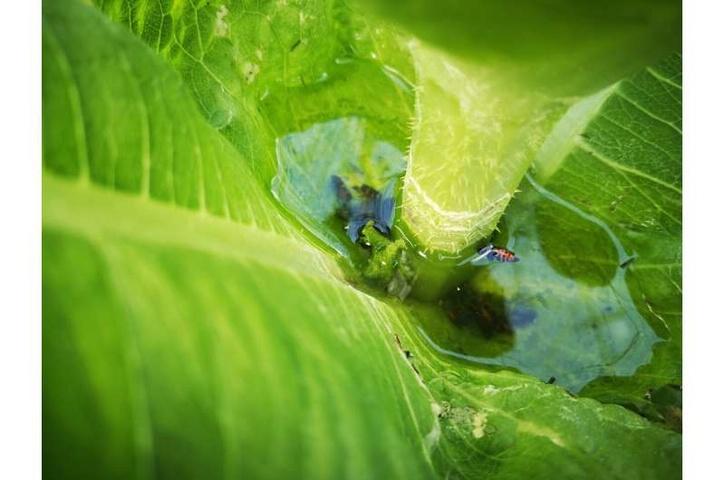 Prvýkrát boli mikroplasty nájdené vo vode zachytenej v listoch rastlín Prvýkrát boli mikroplasty nájdené vo vode zachytenej v listoch rastlín