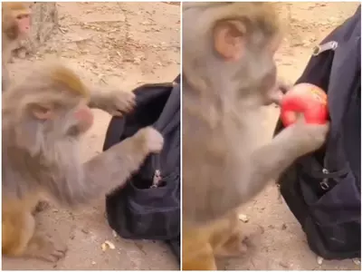 monkey steals apple 