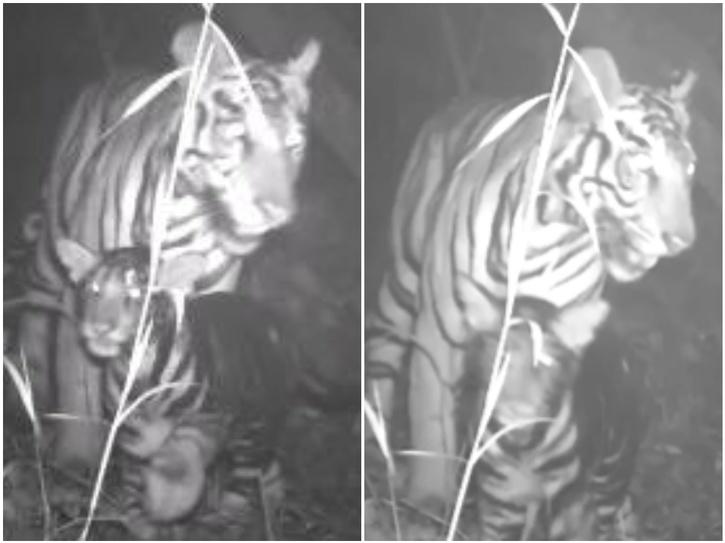 black tiger and cub wild viral video 