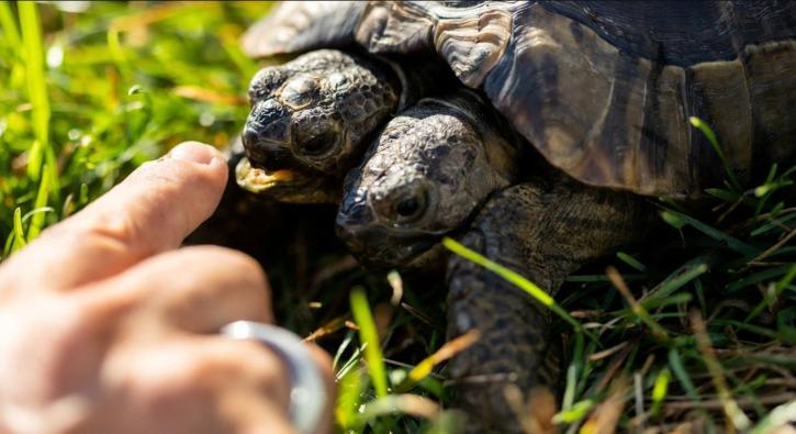Janus Tortoise Janus Tortoise