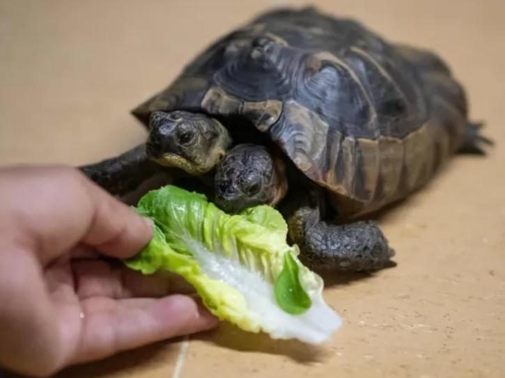 Ο Janus, η δικέφαλη ελληνική χελώνα, γίνεται 25 ετών Ο Janus, η δικέφαλη ελληνική χελώνα, γίνεται 25 ετών