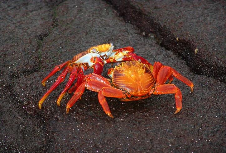 Could we get some repmakers to make some Imran Potato crabs or lobsters? :  r/FashionReps