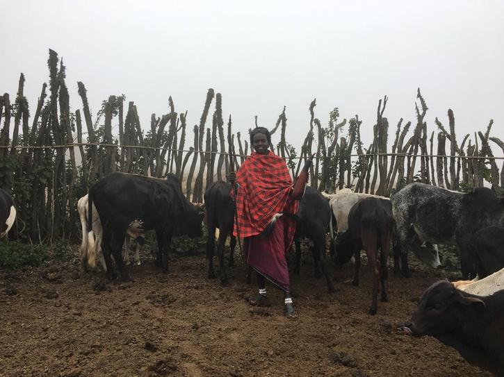 Maasai community africa worships cow and eats beef 