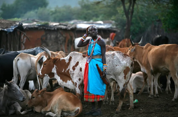 Maasai community africa worships cow and eats beef 