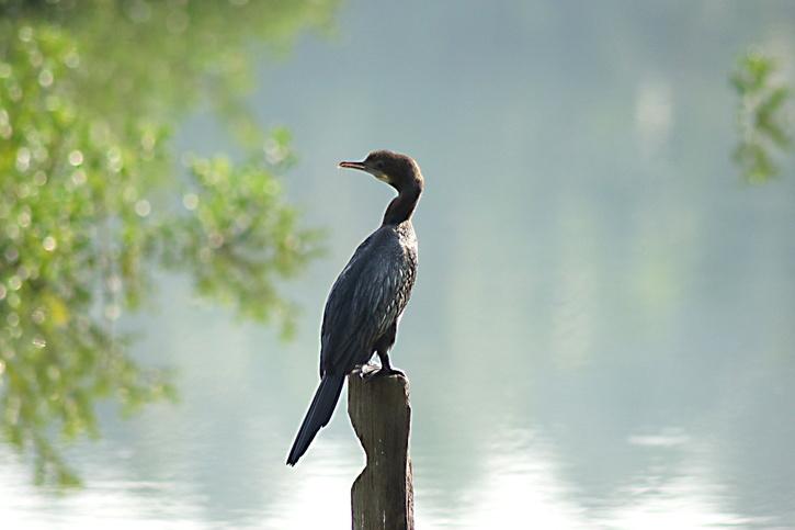 hundreds-of-bird-chicks-killed-in-kerala-after-tree-housing-their-nests