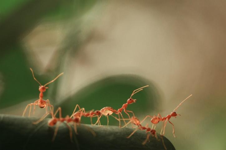 Ilmuwan Menghitung Berapa Banyak Semut yang Hidup di Bumi, Dan Jumlahnya Mengejutkan