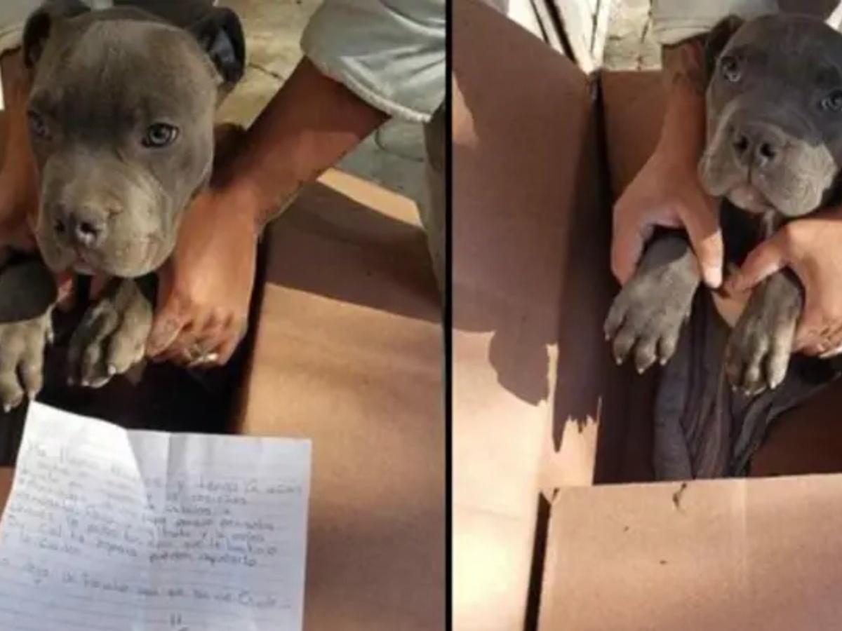 Boy Abandons Puppy With Heartbreaking Note