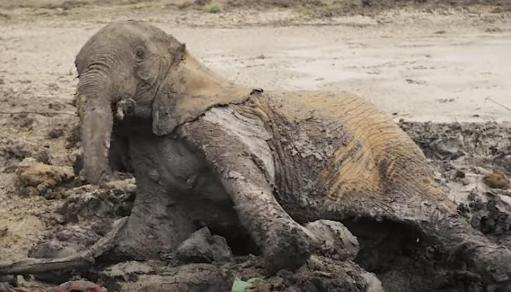 kenya elephant rescued 