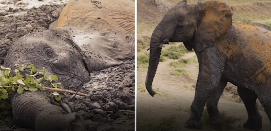 kenya elephant rescued 