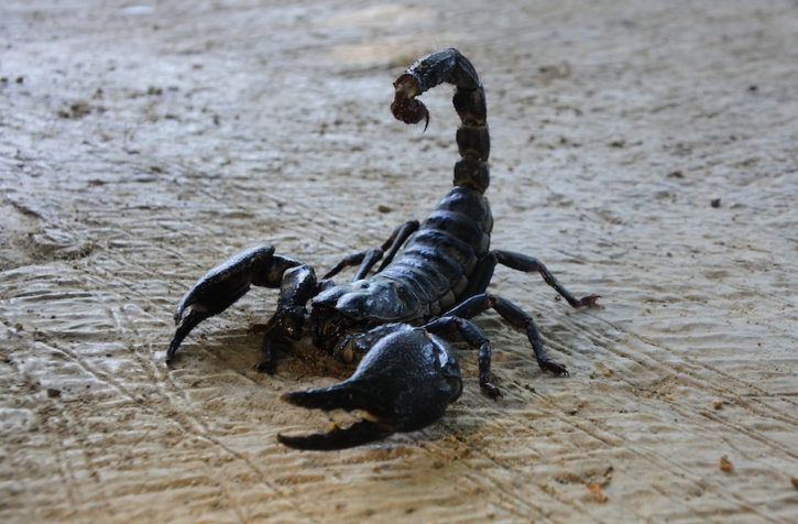 turkish man scorpion farming 