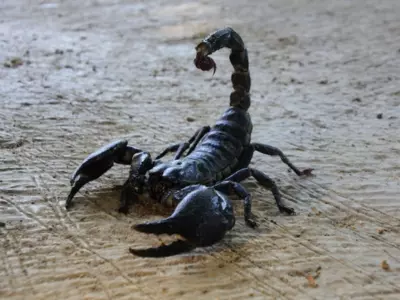 Scorpion Turkish Farming 
