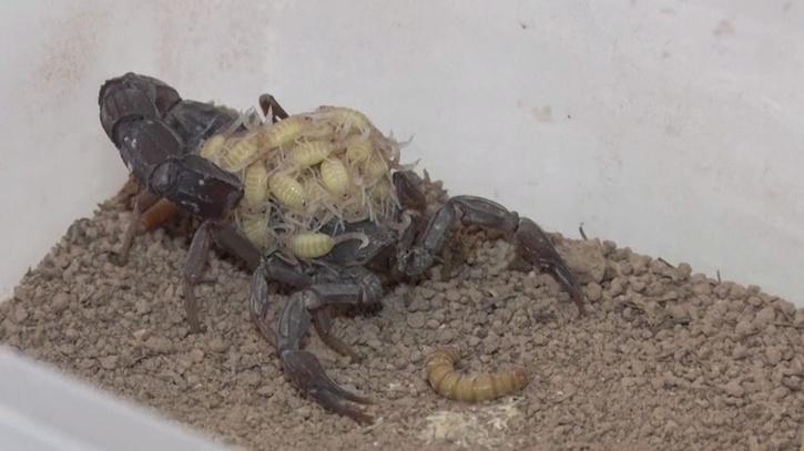 Turkish Scorpion Farm 