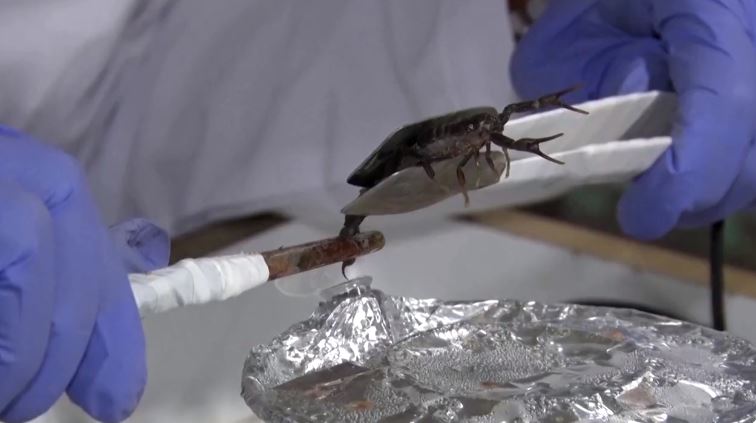 turkish man scorpion farming 