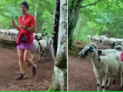 sheep-follow-a-hiker-in-france-6328055264aa4