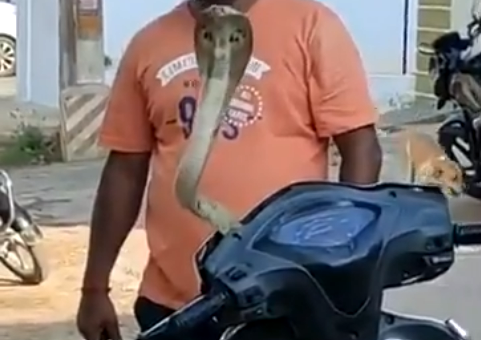 snake seen perched on a scooty 
