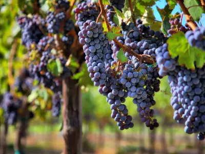 wine crop california