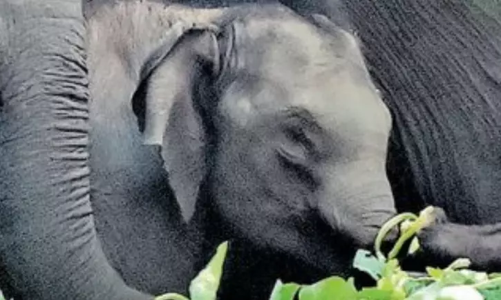 The Curious Case Of A Wild Elephant Calf, Without Trunk Spotted In Kerala Forest