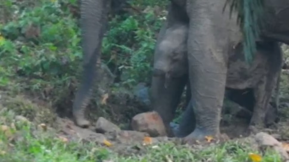 The Curious Case Of A Baby Elephant Wild Calf Without Trunk Spotted In