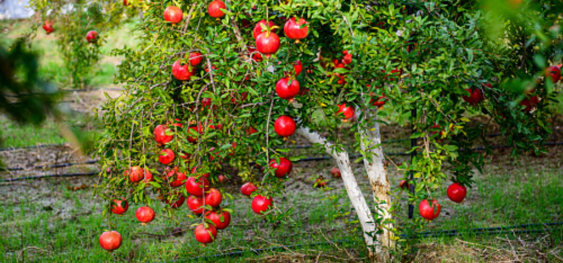 How To Grow Pomegranate Bonsai Tree