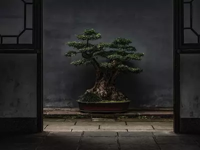 How to Grow Chinese Elm Bonsai Tree