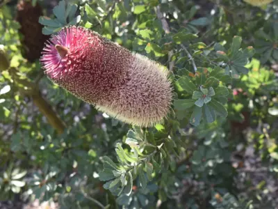 Banksia Bonsai Tree