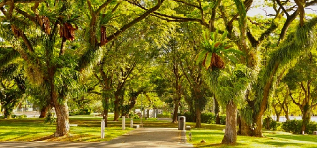 How to Grow Brazilian Rain Tree Bonsai