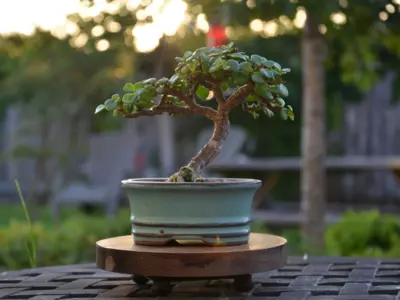 Dwarf Jade Bonsai Tree 