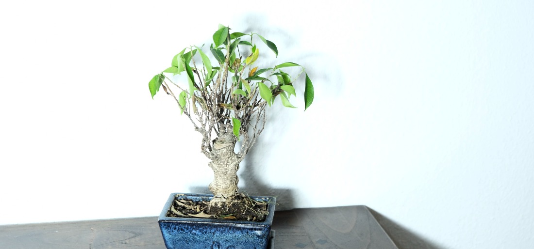 How To Grow Jade Bonsai Tree