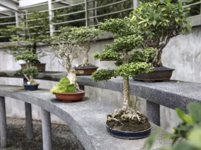 Dwarf Boxwood Bonsai Tree