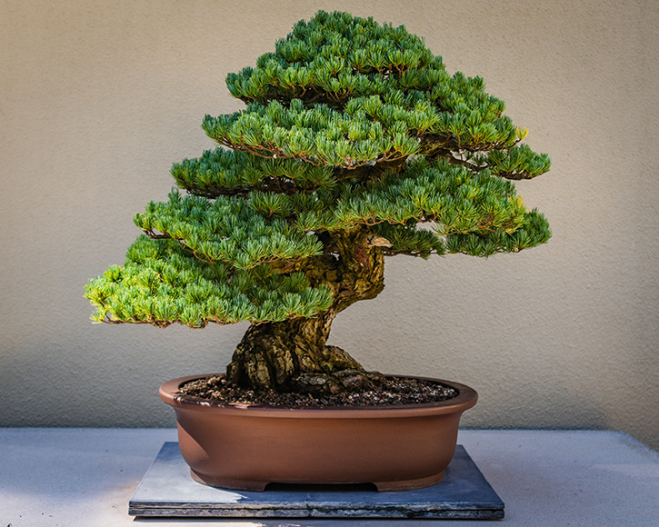 How To Grow Chinese Elm Bonsai Tree