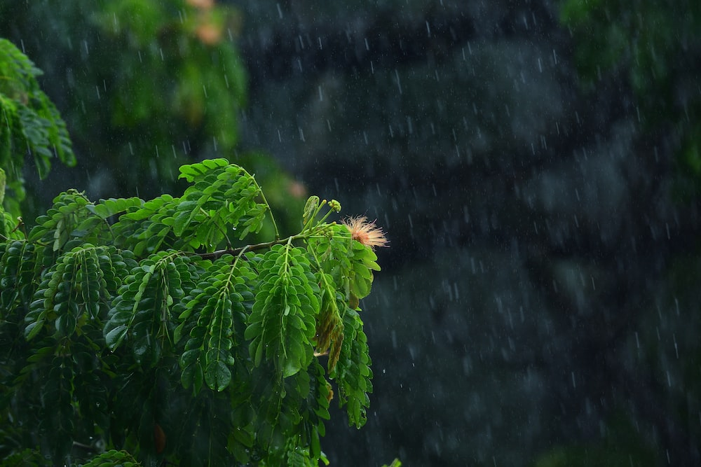 How to Grow Brazilian Rain Tree Bonsai