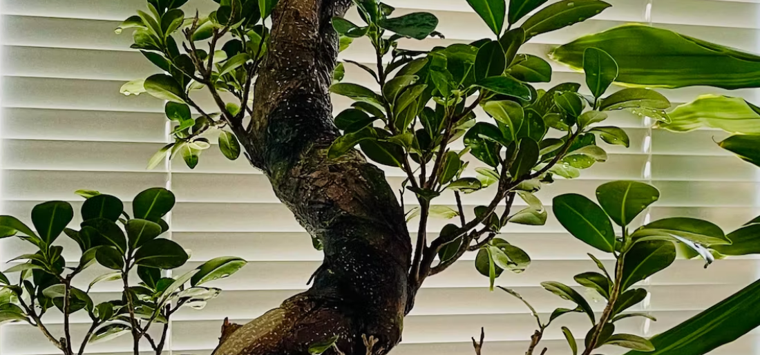 How To Grow A Birch Bonsai Tree