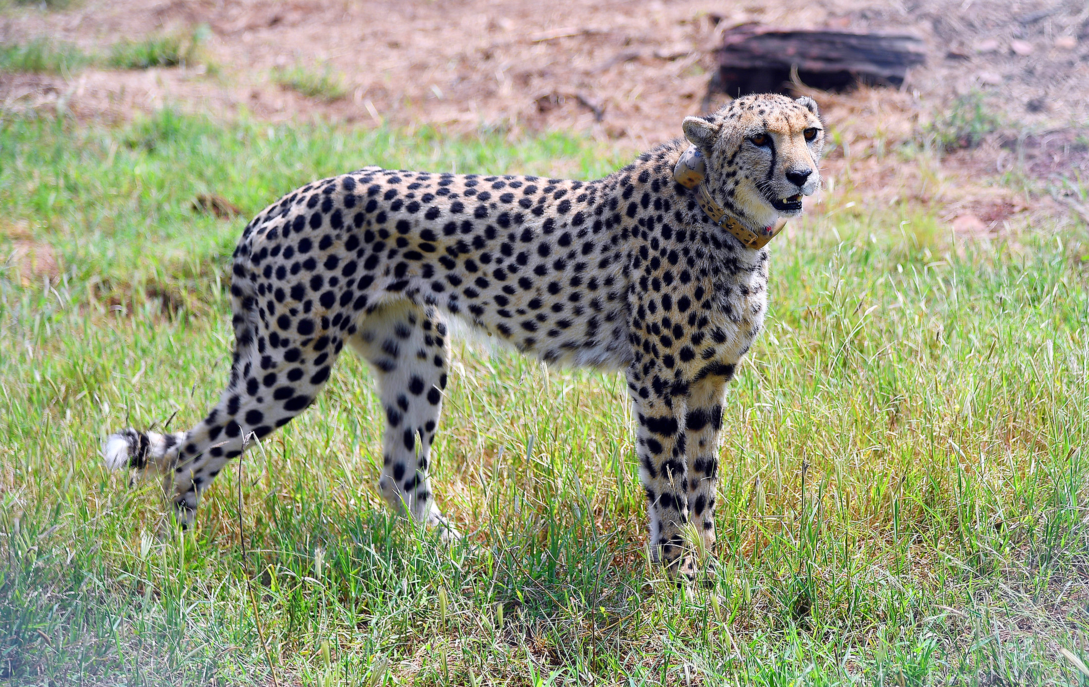 Will Rajasthan Become Second Home Of African Cheetahs In India? SC Wants Govt To Look Beyond Kuno