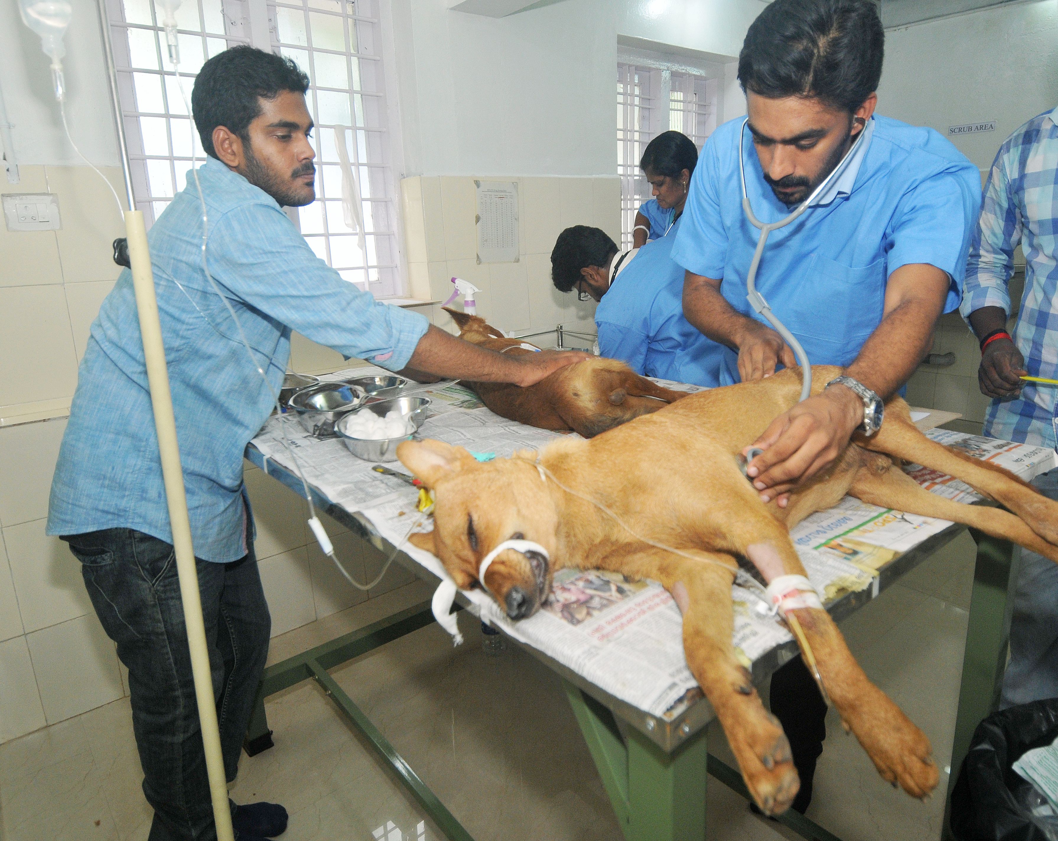 All You Need To Know About Animal Birth Control Rules 2023 And How It