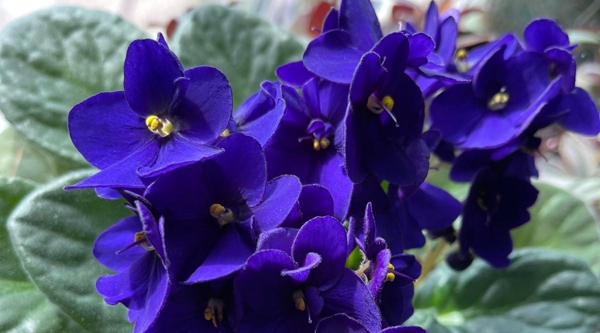 African Violet