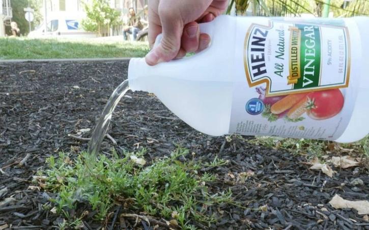 How to use Vinegar For plant