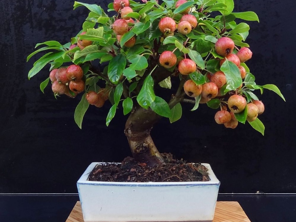 How To Grow Apple Bonsai Tree