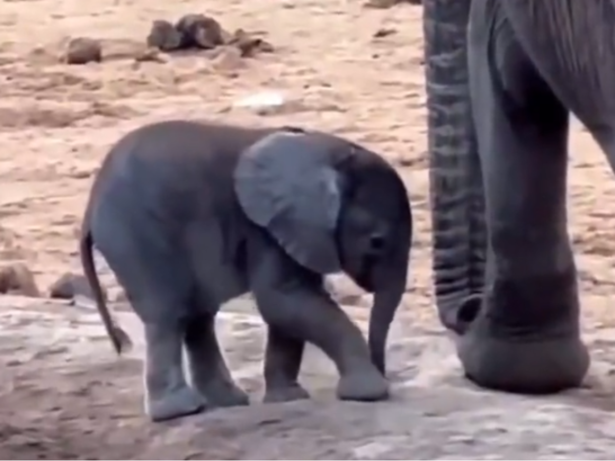 Adorable Baby Elephant's Trunk Troubles