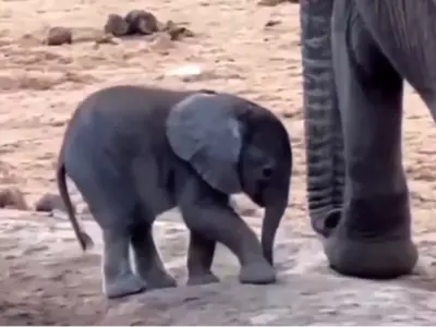 Baby Elephant’s Confusion Over Its Trunk