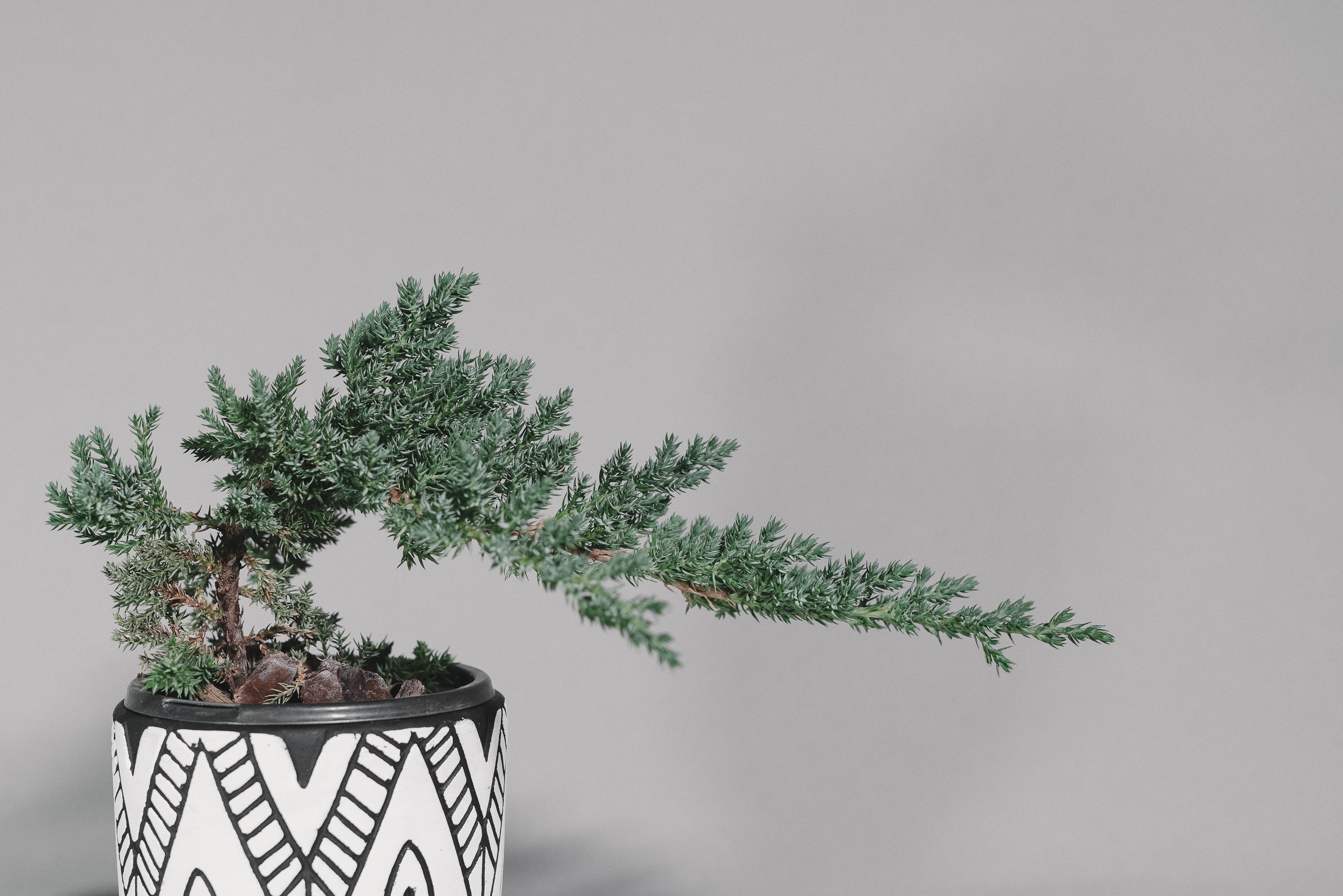 How To Grow Japanese Maple Bonsai Tree