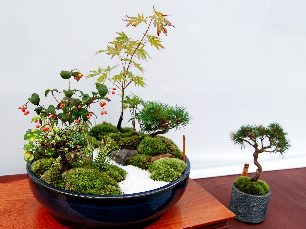 How To Grow Juniper Bonsai Tree