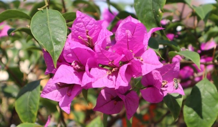 Bougainvillea plant