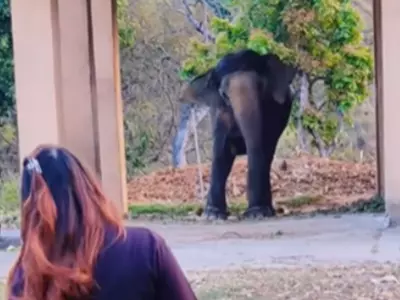 Elephant Imitates Girl Dance Moves