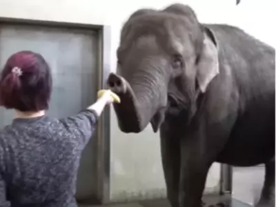 Elephant Peels Banana At Berlin Zoo