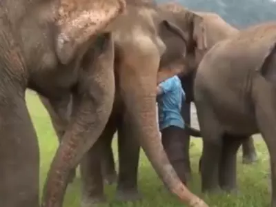 Elephants Rejoice, Reunite With Rescuer